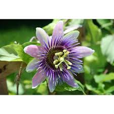Magnolia = coil hand cut pair = yellow bird flower on top canada 2013 #2623a. 1 Gal Passion Flower Lowe S Canada