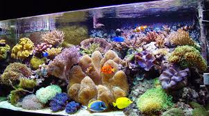 Ada beberapa faktor yang …. Aquarium Ikan Laut Blog Qhomemart