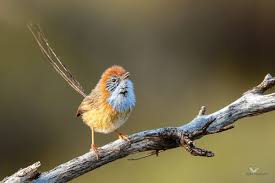 Mallee Emu Wren Ross Hollands Bird Photography Photography Forum Beautiful Birds