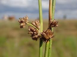 Image result for Schoenoplectus muricinux