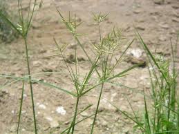 Image result for Cyperus alopecuroides