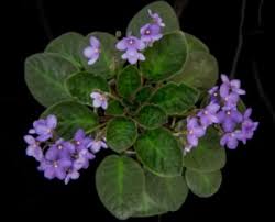 Image result for Saintpauliopsis