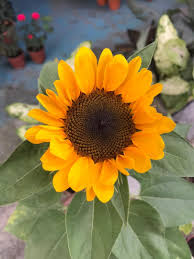 Berikut ini cara menyemai bunga matahari di rumah yang bisa kamu lakukan. Fig Farm Pokok Bunga Matahari Figfarm Sunflower Facebook