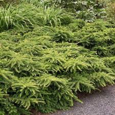 Image result for Eremospatha cuspidata