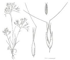 Image result for Pentameris