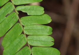 Image result for Rourea minor