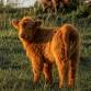 Miniature Highland Festival