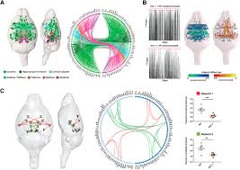 Join facebook to connect with francesca giannessi and others you may know. Aberrant Somatosensory Processing And Connectivity In Mice Lacking Engrailed 2 Journal Of Neuroscience