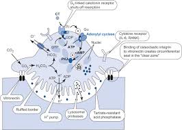 Osteoclast An Overview Sciencedirect Topics