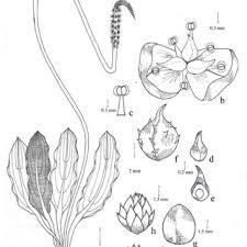 Department flowering or angiosperms magnoliophyta, or angiospermae photos can be increased photo: Aponogeton Nateshii S R Yadav Sp Nov A Habit Flowering Plant B Download Scientific Diagram