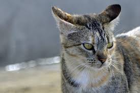 For various reasons, hearing loss is common in cats of advanced age. What Causes Seizures In Older Cats Canna Pet