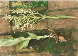 Image result for Habenaria holubii