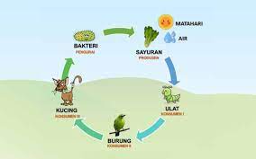 Rantai makanan adalah suatu proses makan atau dimakan antara makhluk hidup dengan tujuan perpindahan energi makanan. Pengertian Rantai Makanan Di Laut Beserta Contoh Dan Penjelasannya