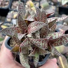 Image result for Crassula alba