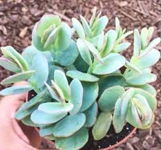 Mariners Kalanchoe Clippings In 2020 Succulents Patio Plants Plants