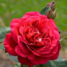 Rosier Parfume L Ami Des Jardins Roseraie Guillot 1829 Rosier Belle Rose Rosier Buisson