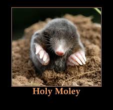 Funny Quotes Jokes And One Liners About Moles Holy Moley Funny Animals With Captions Funny Captions