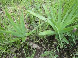 Image result for Glossostelma spathulatum