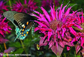 Grow nectar rich flowers from seed, beneficial pollinators will love these bee friendly flowers. Better Habitat For Bees Pollination