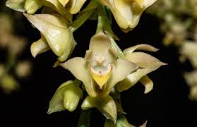 Image result for Polystachya cultriformis