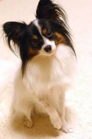 Papillon information including personality, history, grooming, pictures, videos, and the akc breed standard. Not As Cute As My Papillon Papillon Dog Dogs Dog Breeds