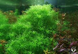 Image result for Syngonanthus poggeanus