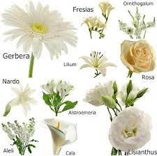 De altura aprox, de hojas muy estrechas y flores pequeñas y blancas. Planta Liliacea De Jardin De Flores Blancas Y Hermosas