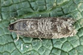 Image result for Cydia microgrammana