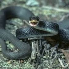 Southern Black Racer Snake Facts