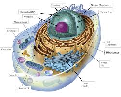 These cells differ in their shapes, sizes and their structure as they have to fulfil specific functions. Diagram Homeostasis Cell Diagram Full Version Hd Quality Cell Diagram Mybodydiagram Radioliberty It