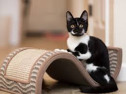 Reasons Why Kittens Misbehave And How To Stop It