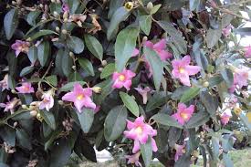 Image result for Lagunaria patersonia