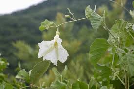 Image result for Ipomoea albivenia