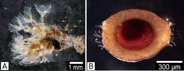 Image result for Lophiocarpaceae