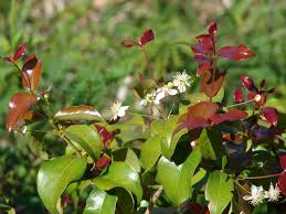 Image result for Eugenia uniflora