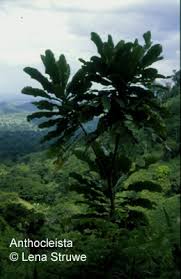 Image result for Anthocleista