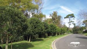 Image result for Ilex mitis