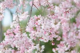 Weeping cherry trees thrive in usda planting zones 4 through 8, bringing springtime delight with their graceful, swooping branches and abundant blossoms. Favorite Weeping Cherry Trees For Your Garden