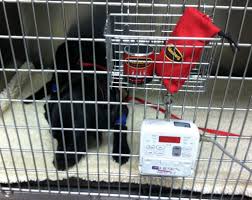 Book my hotel, yangon (rangoon) on tripadvisor: 24 Hour Pet Clinic In Yangon Peepsburgh
