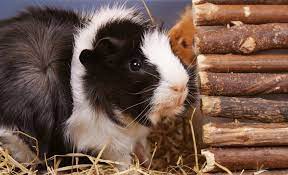 How Long Do Guinea Pigs Live As Pets Guinea Pigs Lifespan
