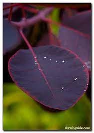Cotinus Coggygria Royal Purple Smoke Tree Smoke Tree Smoke Bush Red Flowers