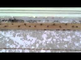 Bed bugs can hide in the crevices between the carpet and the wall or baseboard, as well as underneath the carpet. Bed Bugs Found Under The Carpet In Phoenix Az Youtube