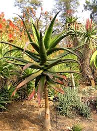 Image result for Aloe excelsa