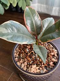 Growing a bonsai tree is a labor of love that requires patience and dedication on your part. Switched My Rubber Tree Over To Inorganic Bonsai Soil Longest Repot Ever But So Proud Of The Results Houseplants