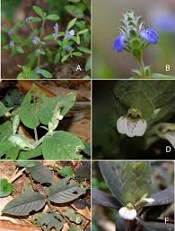 Image result for Rungia