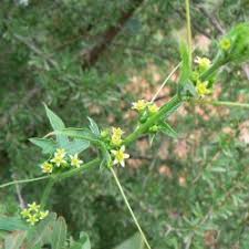 Image result for Gnidia inconspicua