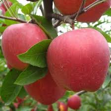 273 Begenme 1 Yorum Instagram Da Ali Kurt Meyvefidanim Amasya Elma Fidani Adet Fiyati 20 Kapida Yada Site In 2020 Apple Tree From Seed Apple Seeds Tree Seeds