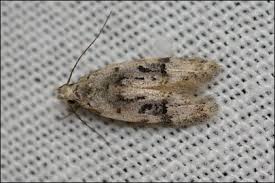 Image result for Altenia scriptella