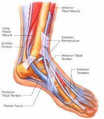 The hindfoot comprises of the ankle joint found at the bottom of the leg and is where the end of the tibia and fibula meet the ankle bone. Pin On Ankle Anatomy