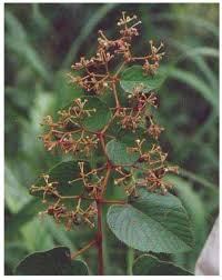Image result for Vernonia congolensis